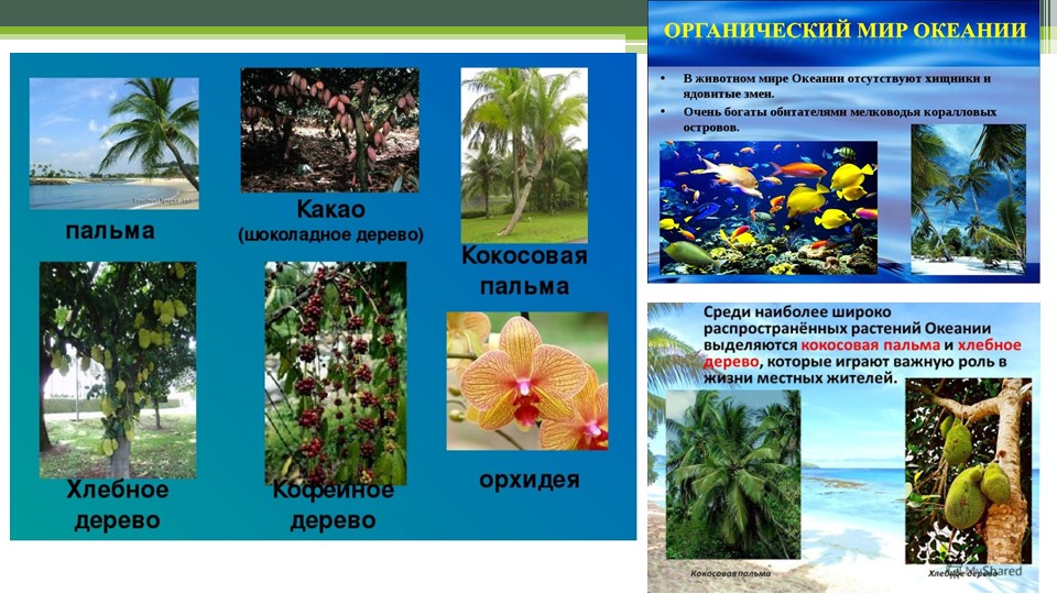 3.Природа