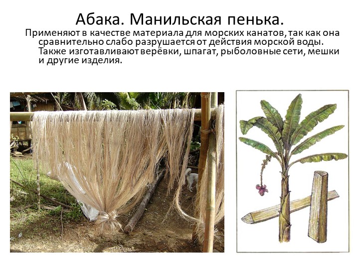 Капок