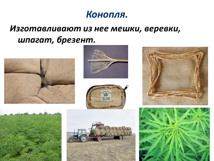 Возделывают