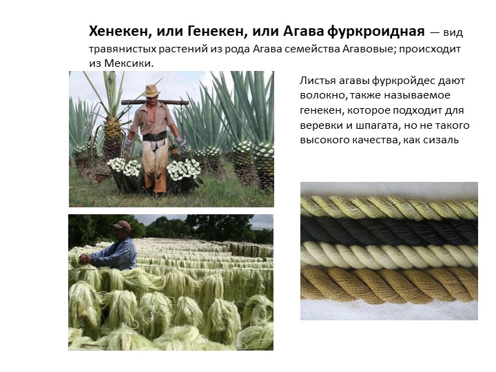 Абака.